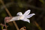 Shortleaf lobelia